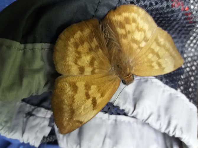 Dieser große goldene Schmetterling schwirrte beim Ankleiden stets auf unseren Sachen herum.