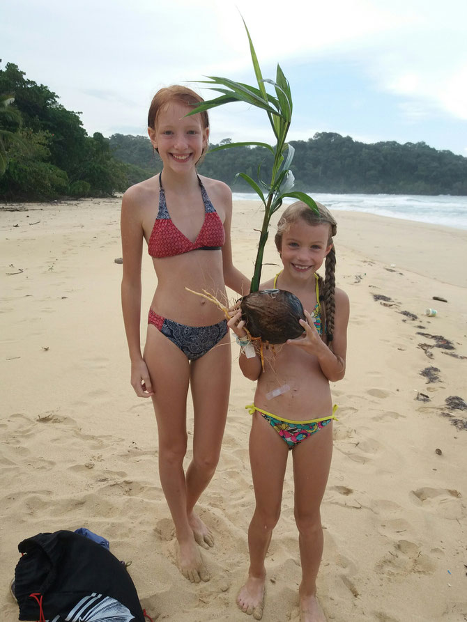 Da haben die drei Frauen beim Schwimmen doch tatsächlich eine halbe Kokospalme im Wasser entdeckt, die langsam auf den Strand zutrieb.