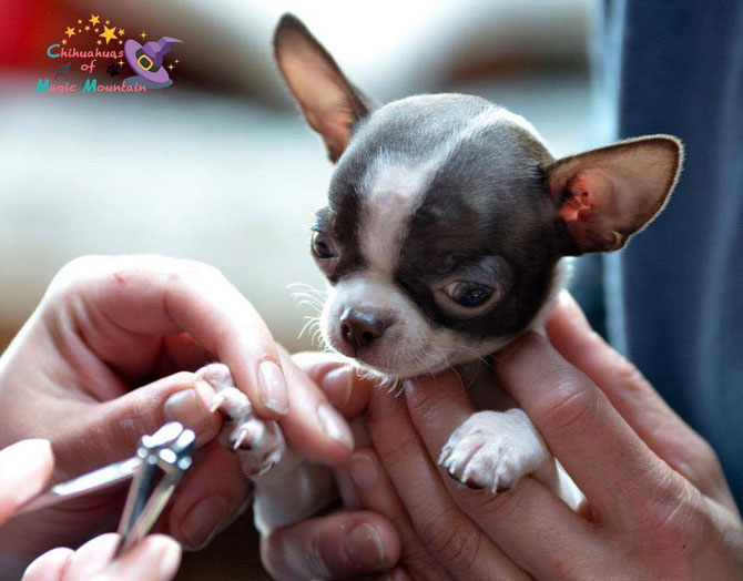 Chi-Love.de | Krallenschneiden beim Chihuahua 