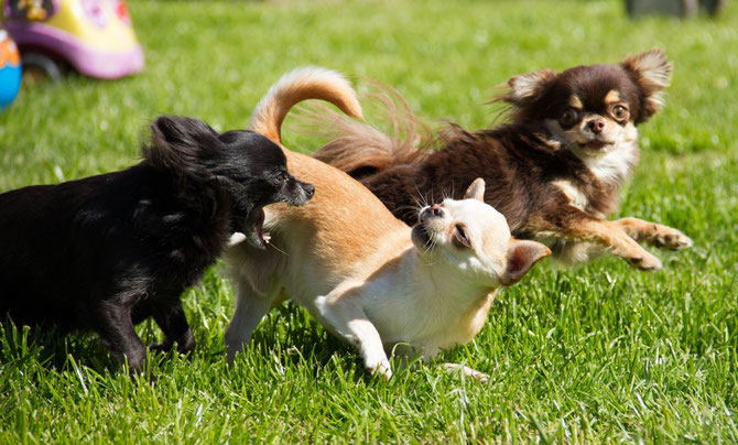 Chihuahuas von den kleinen Piraten