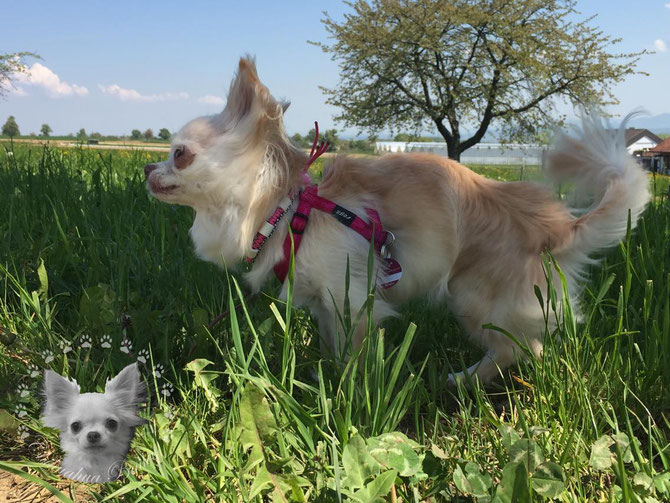 Chi-Love.de | EM-Keramik | Zeckenschutz ohne Chemie | Chihuahua