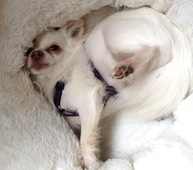 Chi-Love.de | BLOG | Swiffer Chihuahua freut sich auf seine Wellnessmassage 
