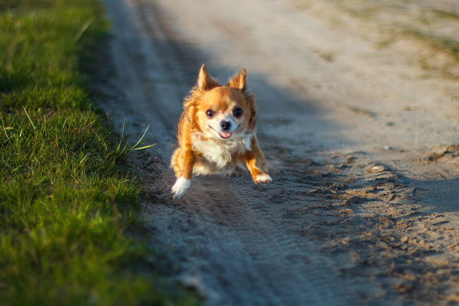 Chi-Love.de | Power Food für Deinen Hund 