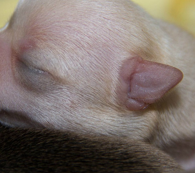 Chi-Love.de | Chihuahuawelpe 1 Woche alt Ohren und Augen fest verschlossen