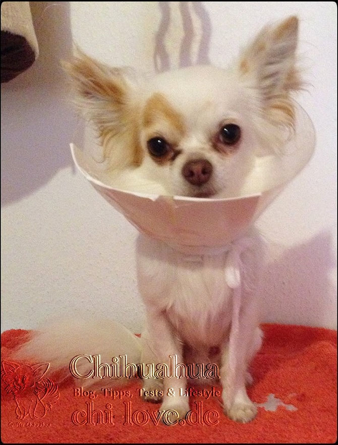Chi-Love.de |Halskrause-Leckschutz-Trichter-Hund-Chihuahua |Swiffer