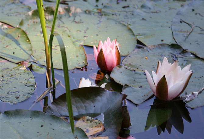 Regenwasser Seerosen