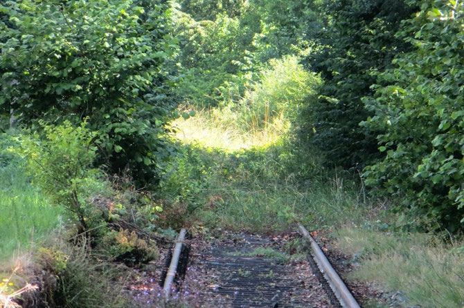 Nur knapp ein einhalb Jahre nach der letzten Zugfahrt erobert sich die Natur an vielen Stellen bereits den kompletten Gleiskörper zurück