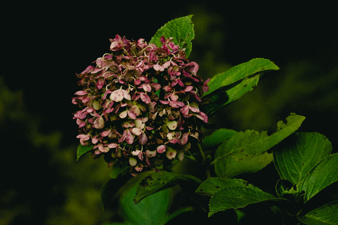 まだ花の色を残す紫陽花(竹工芸家 初田徹 BLOG)
