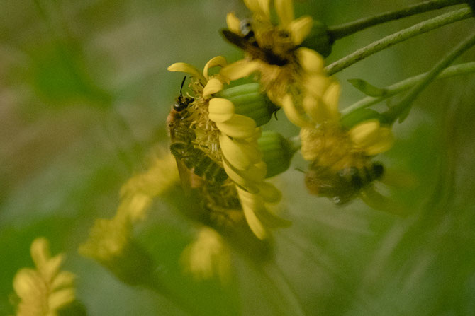 石蕗の花の蜜を集めに(竹工芸家 初田徹 BLOG)
