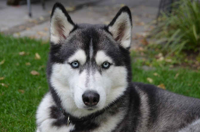 What S Dog App What S Dog App