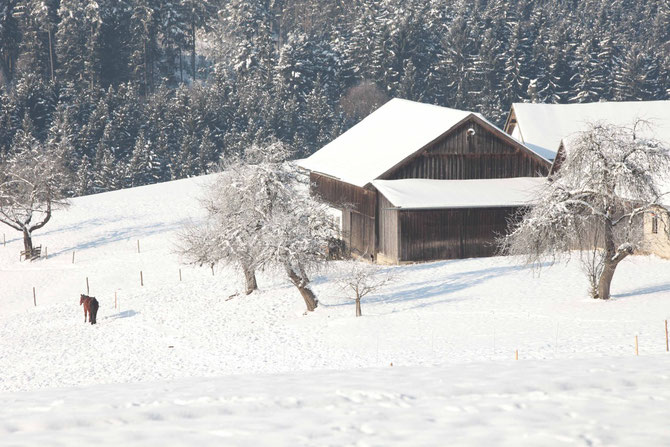 So schön ist der Winter bei uns im Holzland !