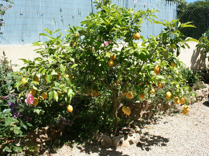 Zitronenbaum im hinteren Garten
