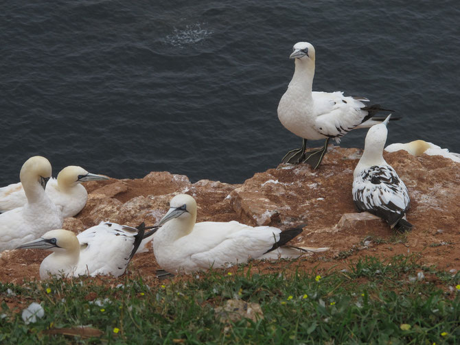 Basstölpel auf Helgoland