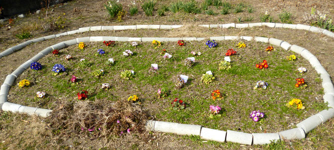 春を待つ花壇・苗の時から美しい彩り！　住民の皆さんがだんだん公園で取り組む。