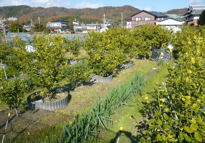 里山を望む白島のオーガニック・レモン畑。手前のおネギもオーガニックで販売