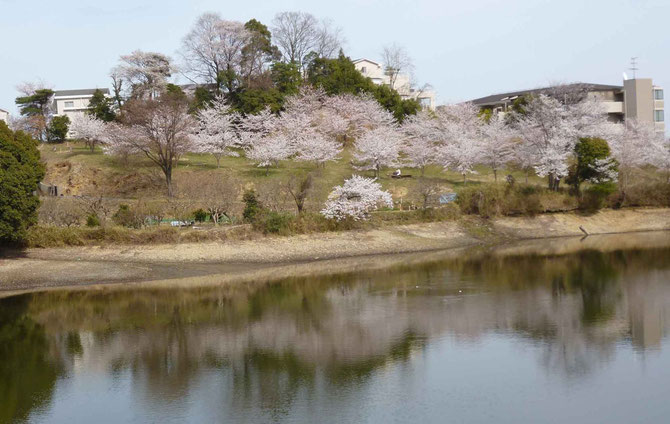 市民＋農家の協働で誕生した「とんど山桜園」の姿を写す「薩摩池」。