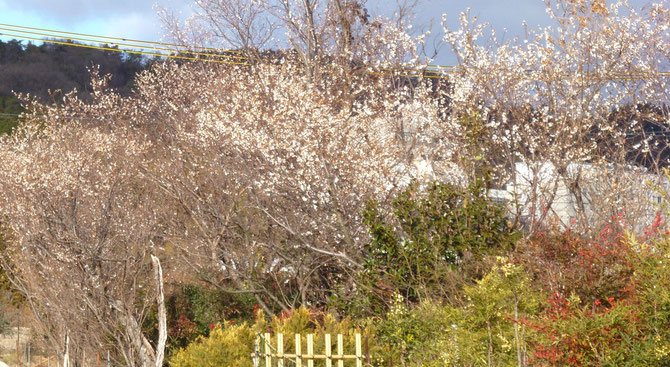 里山(六個山=ろっかやま)を背景に・・冬に咲く桜の風景