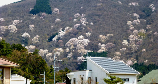 目前に迫る山桜群