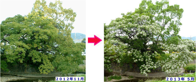 正面からの姿は昨年11月(左)と今年5月(右)とはほぼ同じ。背後は大枝が切られ迫力を失ってますが・・。