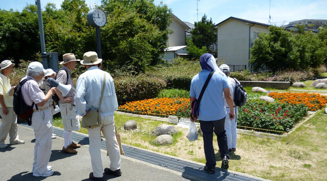 見事な“夏花壇”を眺めるタウン・ウォッチング一行(かやの中央の“古井戸公園”で7/20)