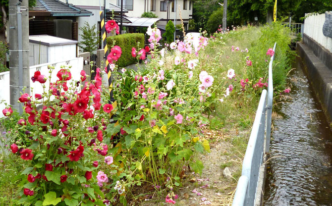 水路は、才が原（さいがはら）川。芦原公園と蓮（はす）池との間のプロムナードに沿って流れ下ります。