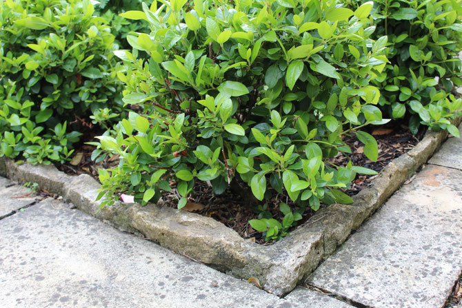 Edging stone around flower bed