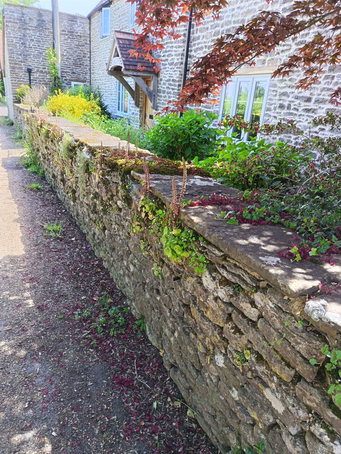 Flat coping stone on a drystone wall