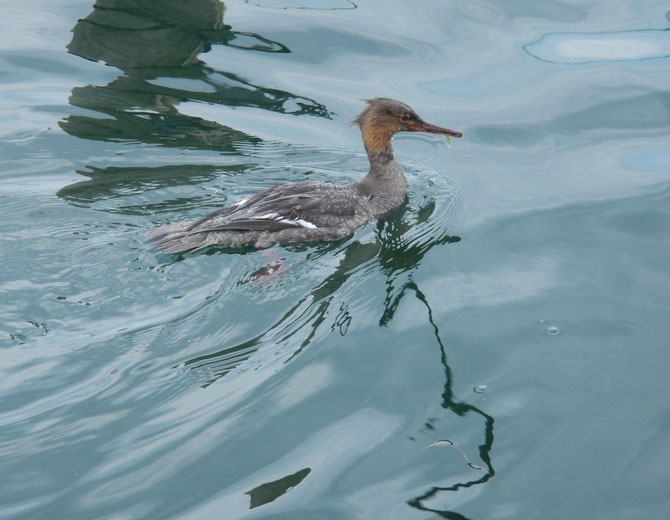 Gänsesäger im Hafen von Faaborg