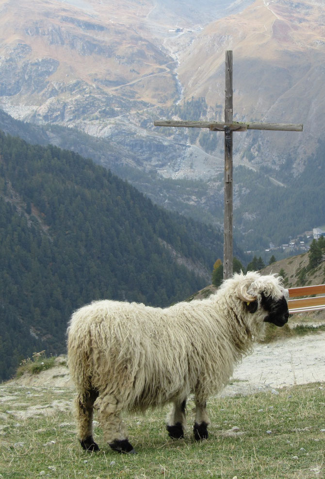 Valais Sheep at Sunnegga Paradise near Zermatt, Switzerland