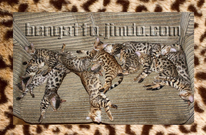 Продажа бенгальских котят питомника Bengatto