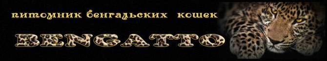 питомник кошек бенгальской породы