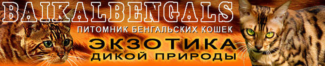 Иркутский питомник бенгальских кошек