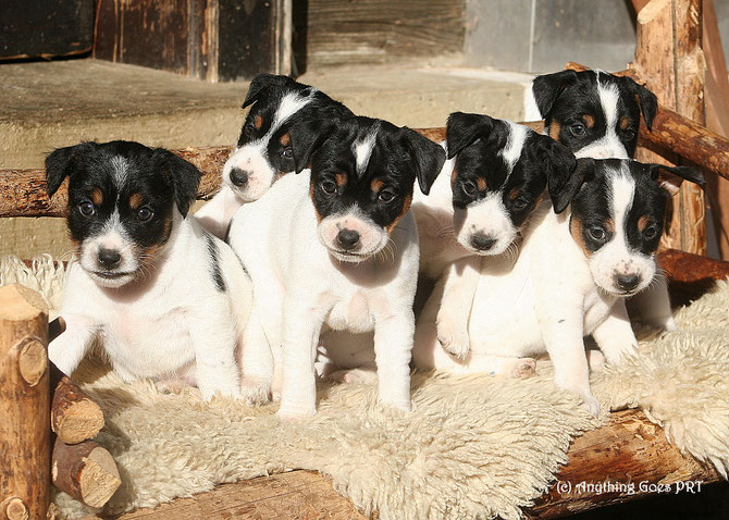 Anything Goes h-litter 12/2018 (Junior x Fritzi)