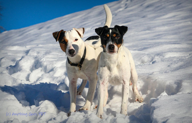 Willow (Averett x Diva) & Katie (Junior x Fritzi) haben auch 2026 die ECVO-Augenuntersuchung ohne Fehl und Tadel absolviert