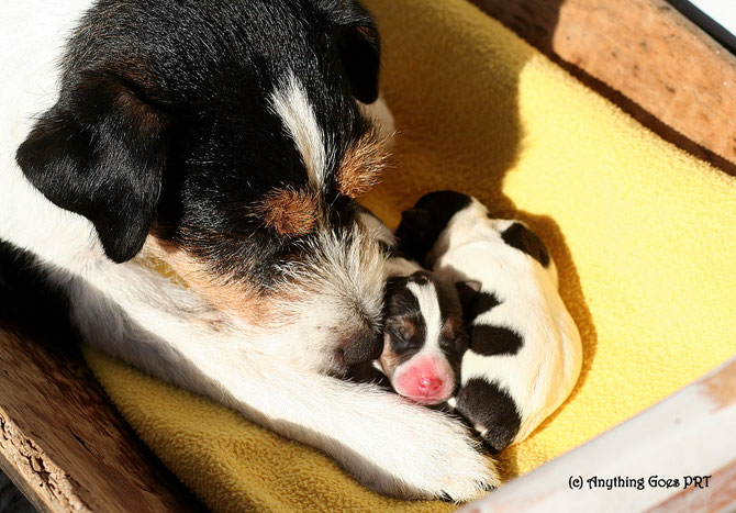 3 Rüden und 1 Hündin gesund und munter aus C.I.B. Ö-Ch. ÖJu-Ch. Claremorris Zephyr x Ain't She Sweet Anything Goes 