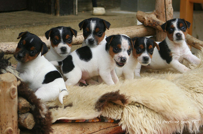 Fünf Wochen alt (vlnr.: Louis, Findus, Nelson, Freddie, Nyota und Nelly) 
