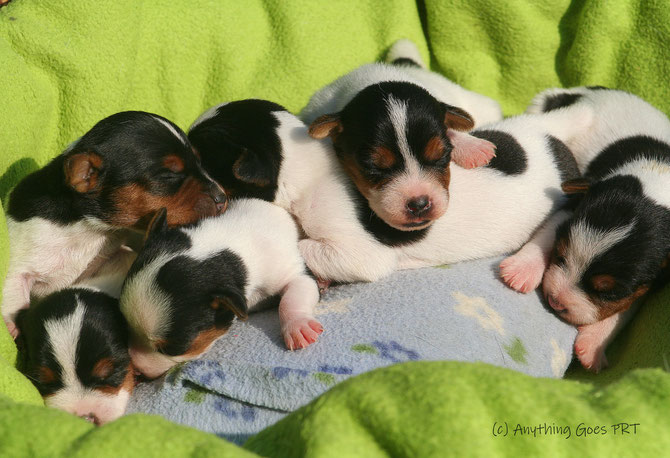 ganz unten Findus, vlnr. Louis, Freddie, querliegend Nelson, auf ihm Nyota und ganz rechts Nelly
