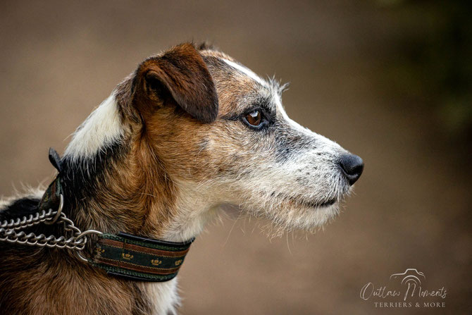 Lyndon Legend *Sean*  (Anubis Barry Lyndon x Mambo's Deep Top of Legend)