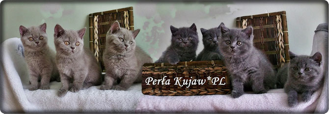 Perła Kujaw*PL  Hodowla Kotów Brytyjskich i Szkocki Fold