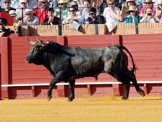 ALMENDRERO à SEVILLE.