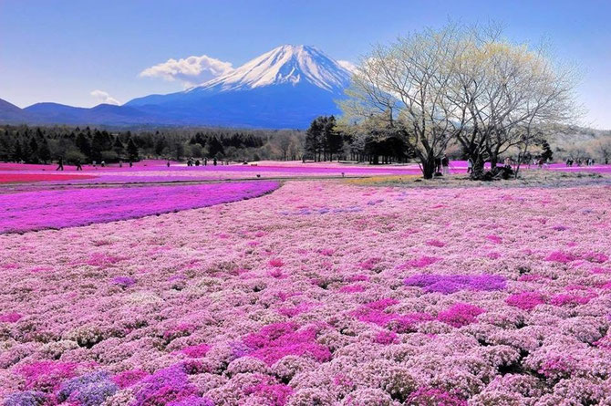 JAPON. PRINTEMPS AU MONT FUJI, REGION DES CINQ LACS. SHIBAZEKURA-CERISIERS FLEURS NAINS TAPISSANT LE SOL.