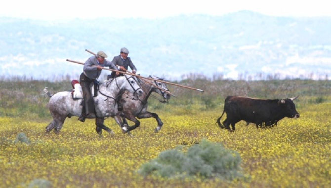 LA TIENTA - SELECTION DES JEUNES TAUREAUX - : ON POURSUIT EN PLEIN CHAMP LE MÂLE DE 2 ANS AVEC UNE GARROCHA POUR LE RENVERSER. A LA RAPIDITE QU'IL MET à SE RELEVER, FUIR, OU CHARGER, IL SERA AMENE à L'ARENE DE TIENTA POUR UNE 2è. PIQUE.