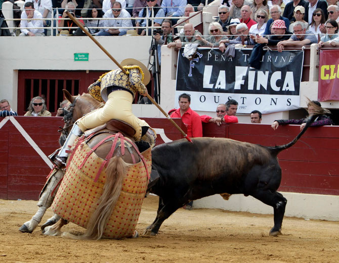 LANGOSTO, TORO DE DOLORES AGUIRRE. C* BERNARD CARLTEG