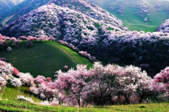 PRINTEMPS à YILI, PROVINCE DE XINJIANG.