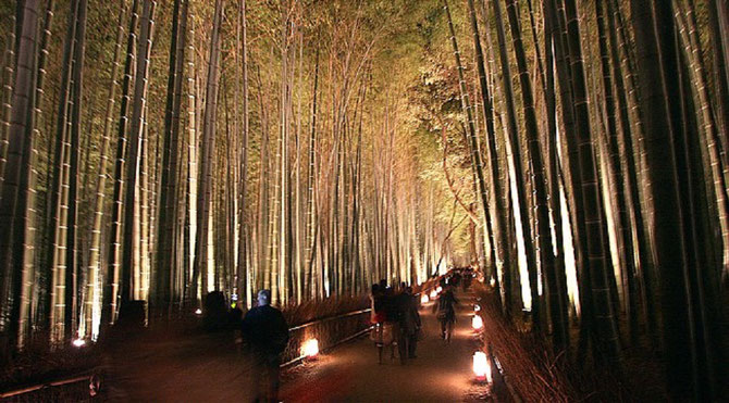 HANATÔRO, des routes de fleurs et de lumières 10 jours avant décembre à SAGANO - UKYÔ district - BAMBOUSERAIE AU NORD DU PONT  TOGETSU-KYÔ. 