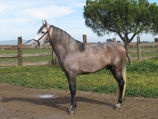 FLORERO 2009, PETIT-FILS DE PANADERO, FILS DE FLORERA et de PENDULO (hierro PALLERE)