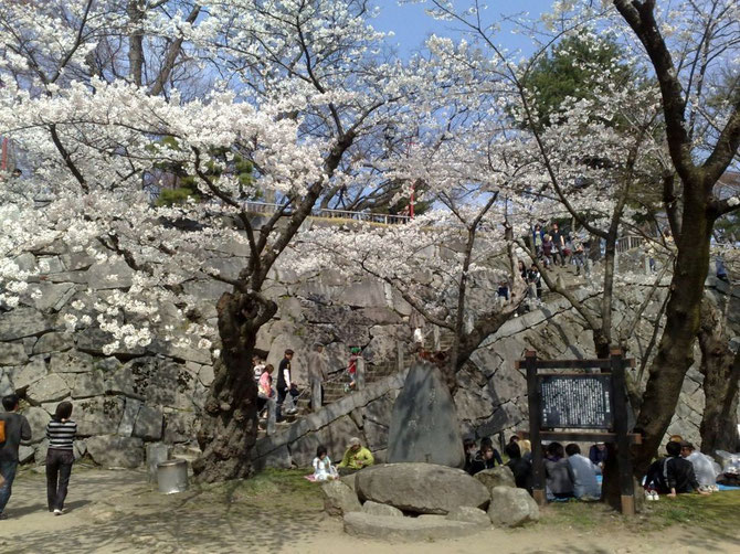 PRINTEMPS AU PARK IWATE, MORIOKA.  AVEC NOS COMPLIMENTS à MALCOME LARCENS fr.japantravel.com