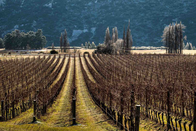 VALLI VINEYARD. CENTRAL OTAGO