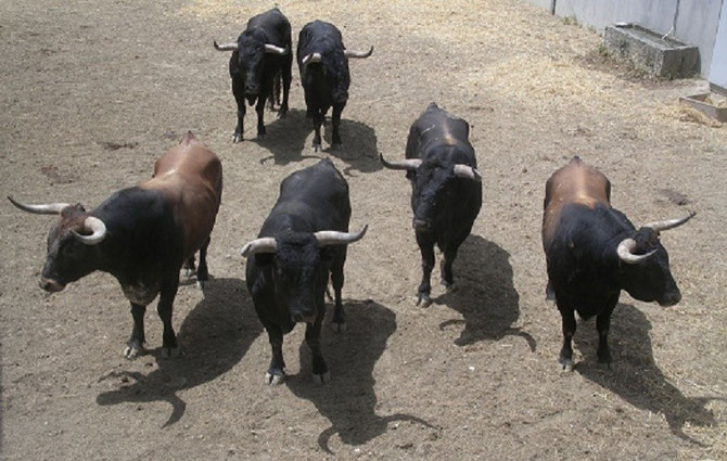 PAMPELONNE JUILLET 2012 CORRAL DEL GAS. 6 MIURAS nés ENTRE JANVIER ET MARS 2008 POUR LA SAN FERMIN. CAMELITO (4), PASTASLARGAS (19), NAVAJITO (20), MASCOTA (42), RATON (67), INTRUSO (35). C* KOLDO LARREA  www.torosennavarra.com