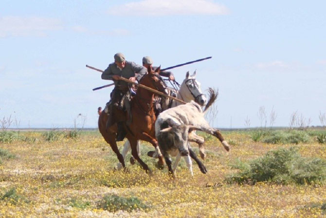 OPERATION "ACOSO Y DERRIBO" POUR LA TIENTA.